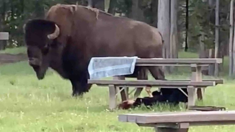 Woman Gored By A Bison In Yellowstone National Park Watch The