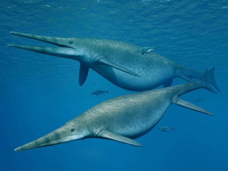 Ichthyosaur, Jawbone From 200 Million-Year-Old Giant Dinosaur Found ...