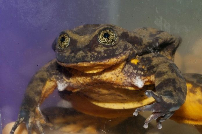 World's loneliest frog finds a possible mate, Report