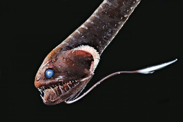 Researchers Unlock the Secret to Ultra-Black Skin of Deep-Sea Fish ...