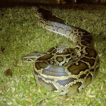 burmese everglades pythons