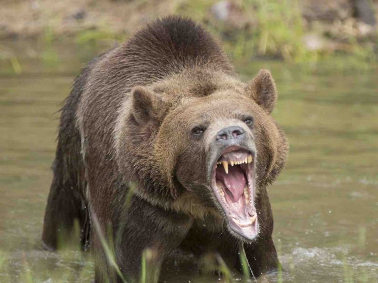 Alaska Grizzly Bear kills hunter in attack at national park, Report