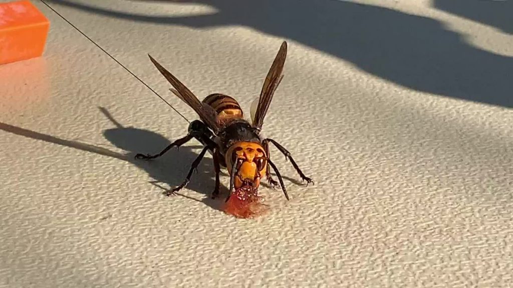 Asian Honeybees Use Poop As A Defense Against Deadly Murder Hornets   Asian Honeybees Use Poop As A Defense Against Deadly Murder Hornets 1024x576 